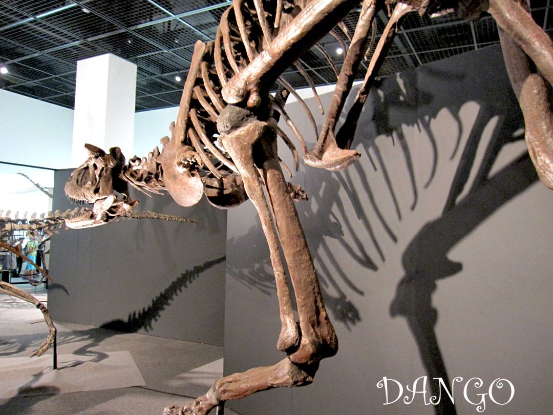 館內有許多恐龍的化石展示