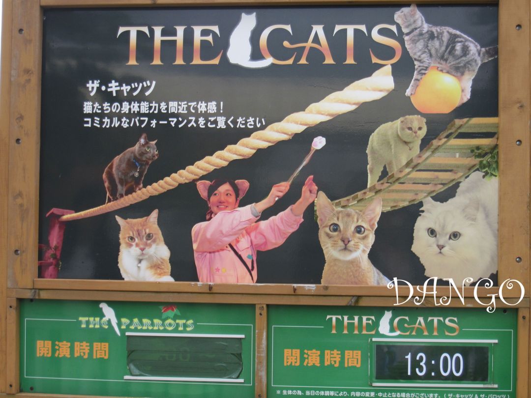 貓咪表演的海報