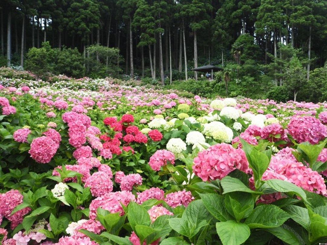 東京近郊千葉 初夏玩法繡球花海中賞絕景 日本 東京 關東 旅行酒吧