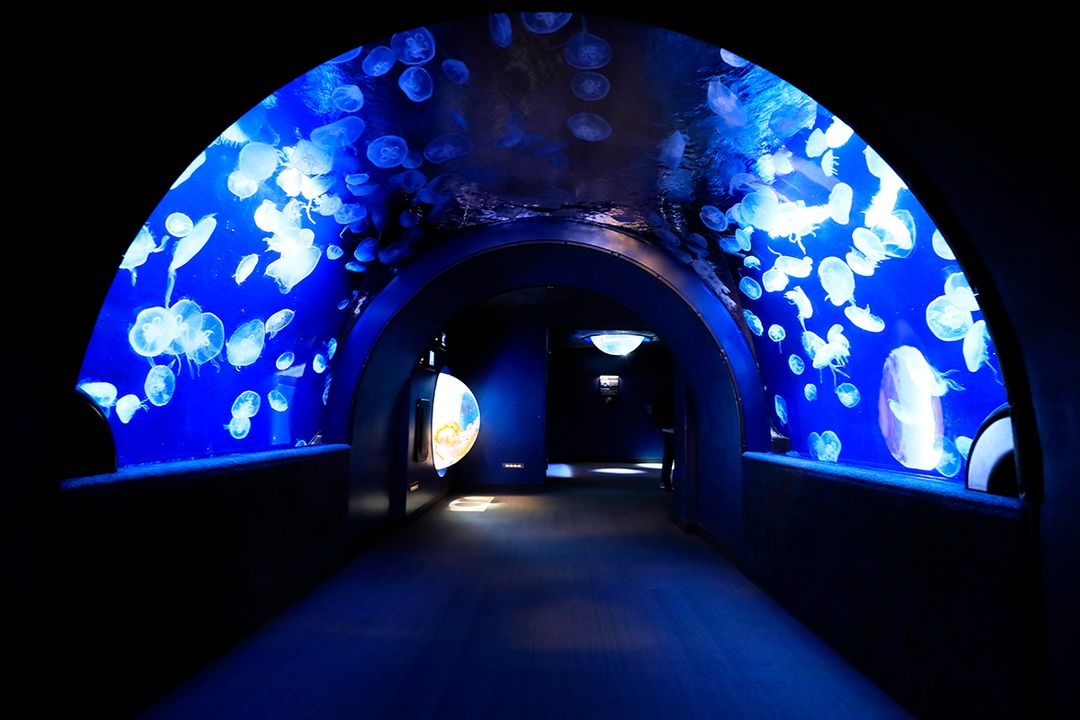 &nbsp; &nbsp; 展示水母的「水母隧道」是隧道型的水槽&nbsp; &nbsp;&nbsp;