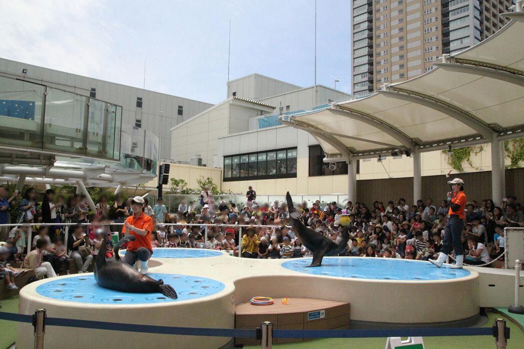 舞台近到可以感受到海獅氣息的「海獅表演秀」。每天會有數場演出