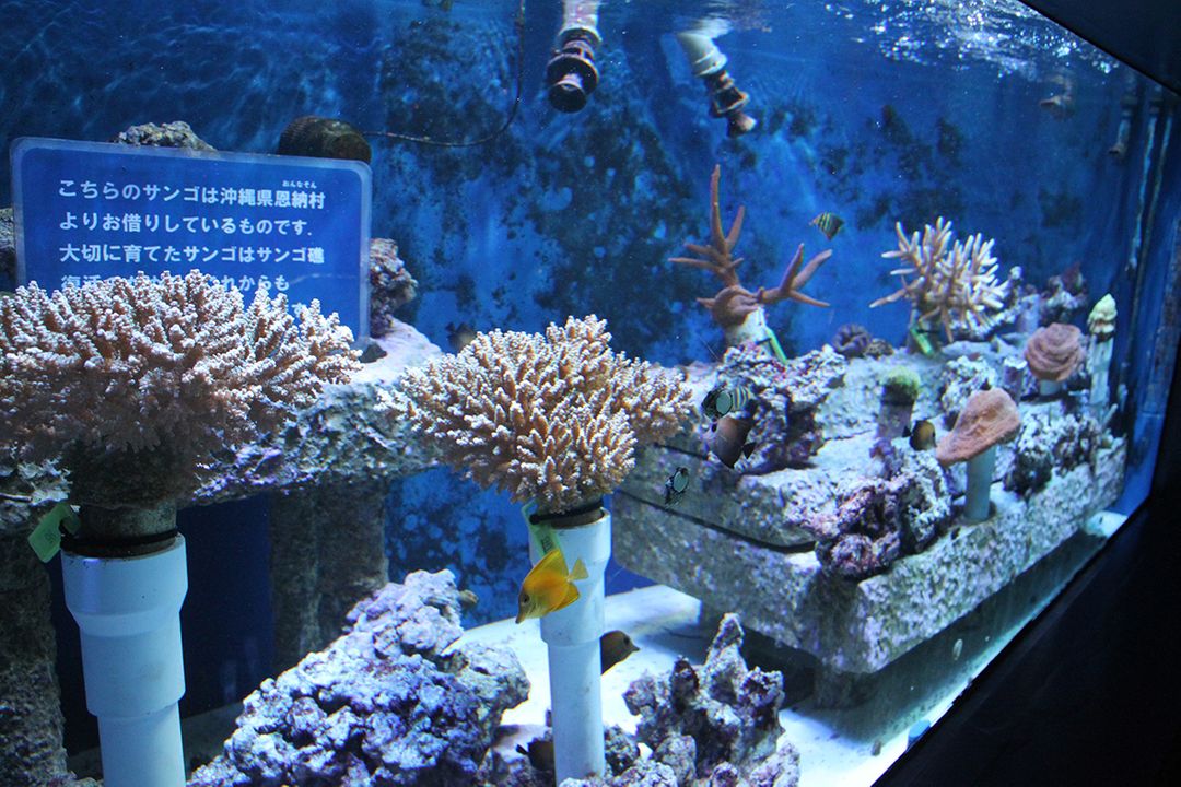 可以看到人工養殖珊瑚的「珊瑚礁再生～從恩納村的海開始～」水槽。水族館目前正在進行沖繩恩納村的珊瑚礁復育活動