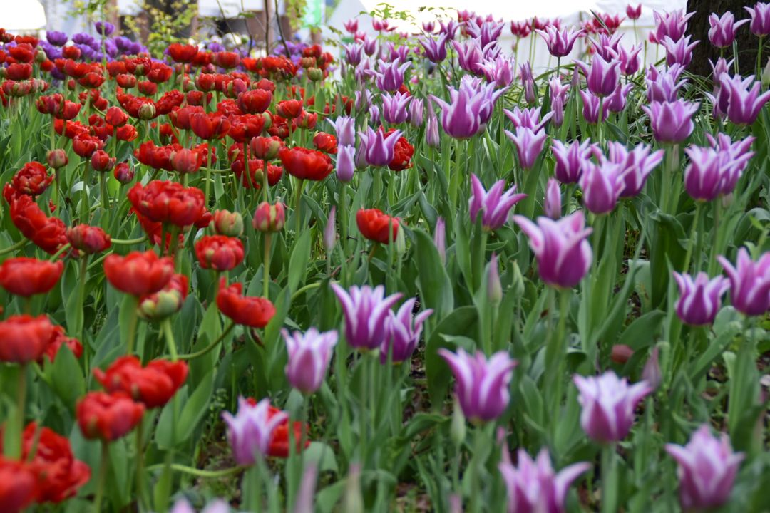 北國之春的季節到處都有各式各樣的花卉，令人流連忘返