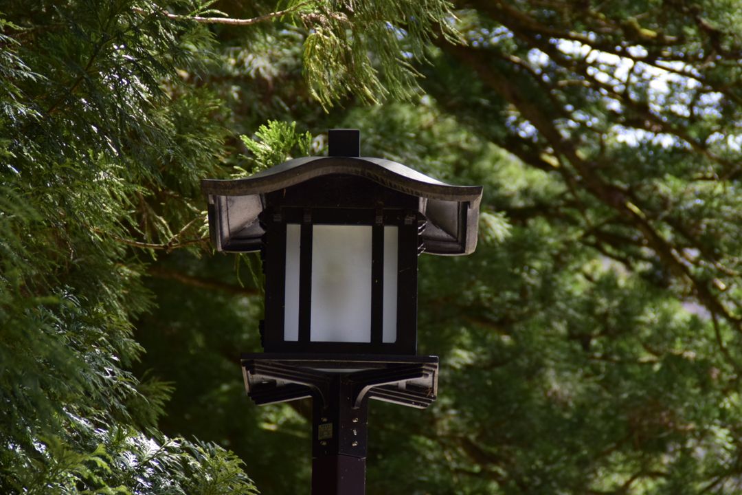 整排杉木中復古時代的路燈，就像是為了杉木而佇立