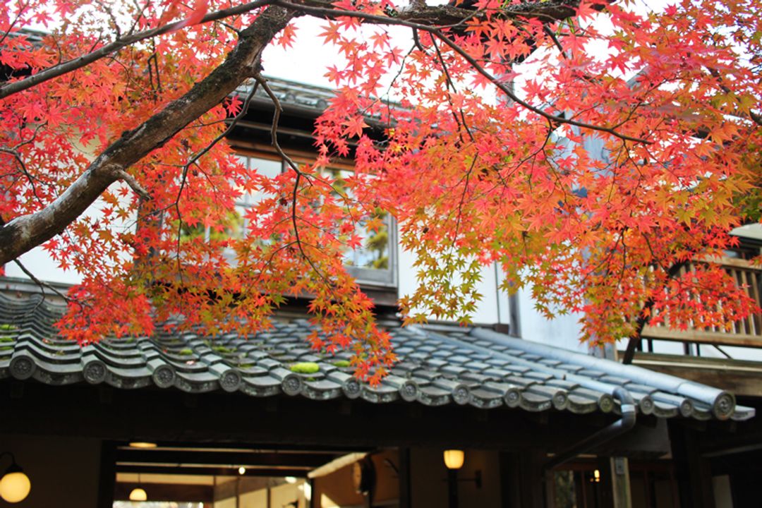 整株楓紅襯著充滿古味的日式建築,很有味道 