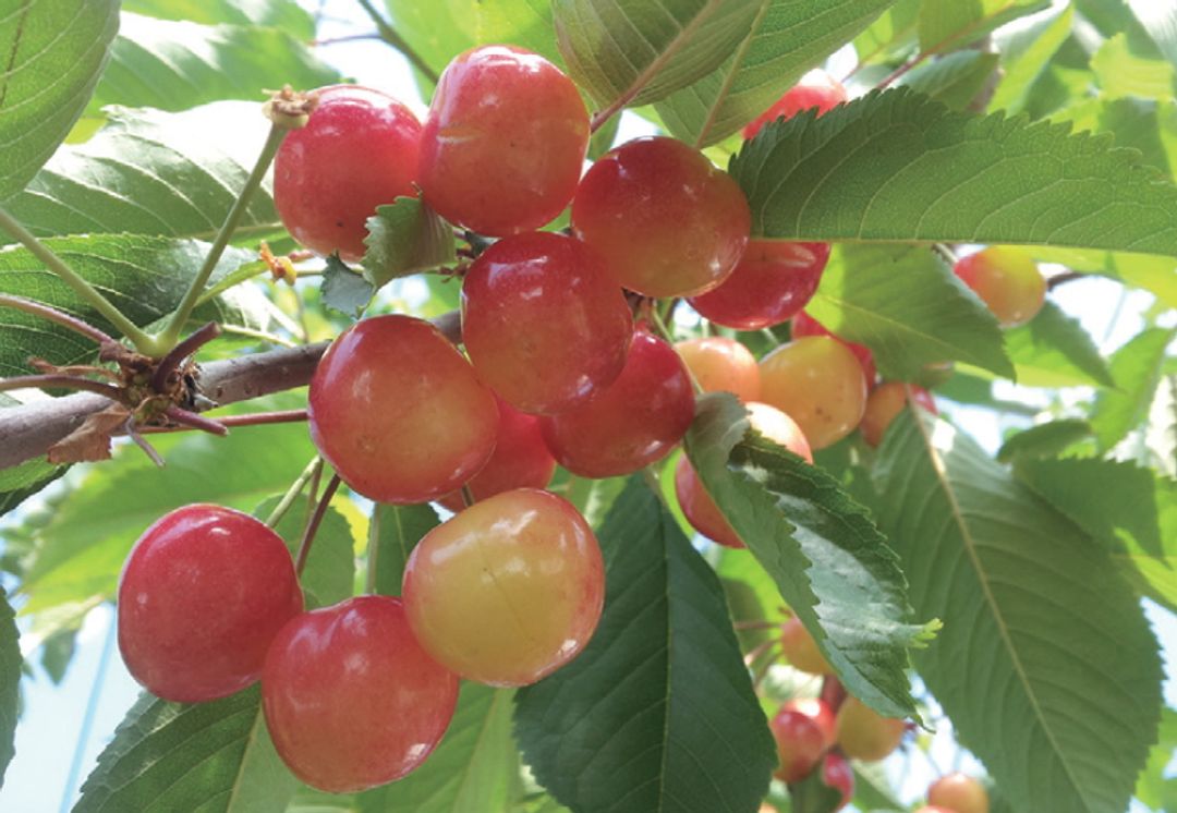 日本國產櫻桃的顏色比較淡，並不是像美式櫻桃的酒紅色。