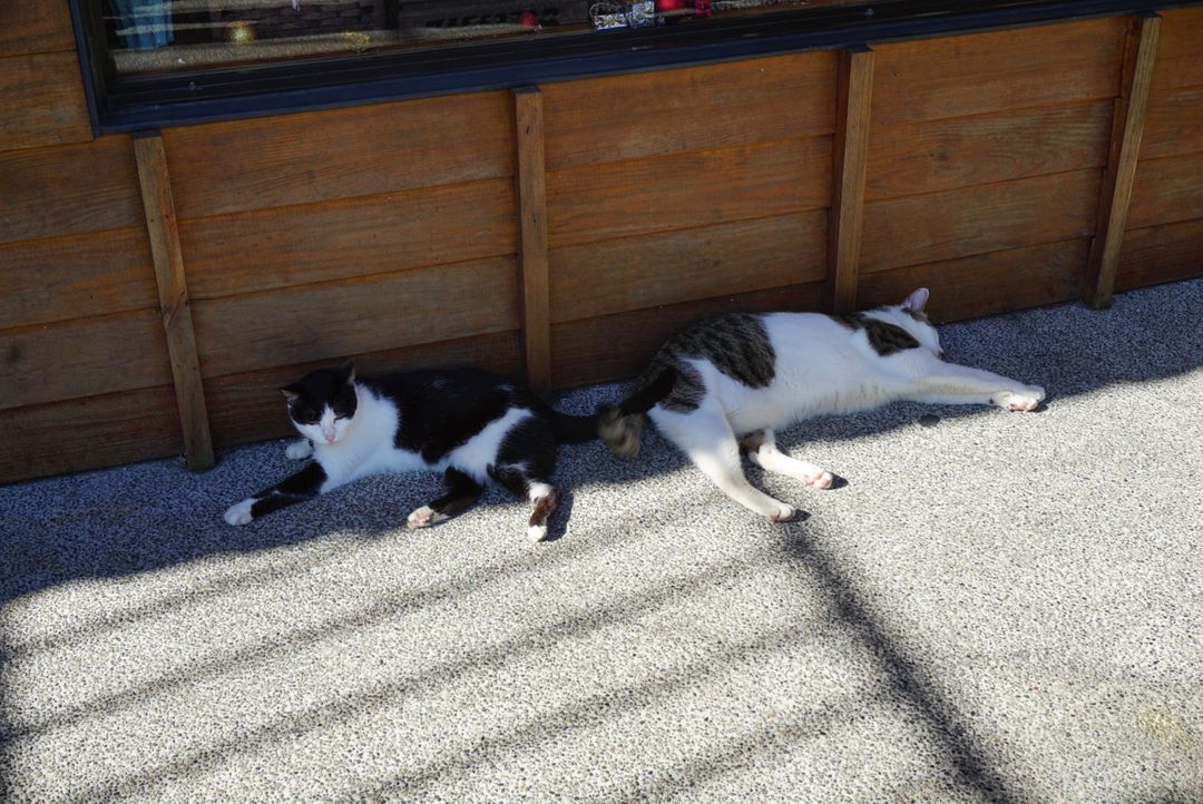 天氣熱到貓咪都受不了太陽,改躲陰涼處了.