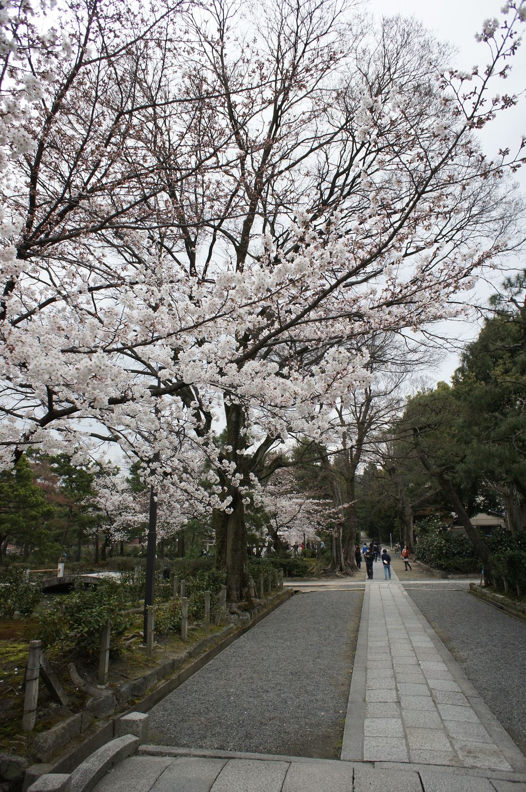 寺廟外的櫻花樹依然滿開