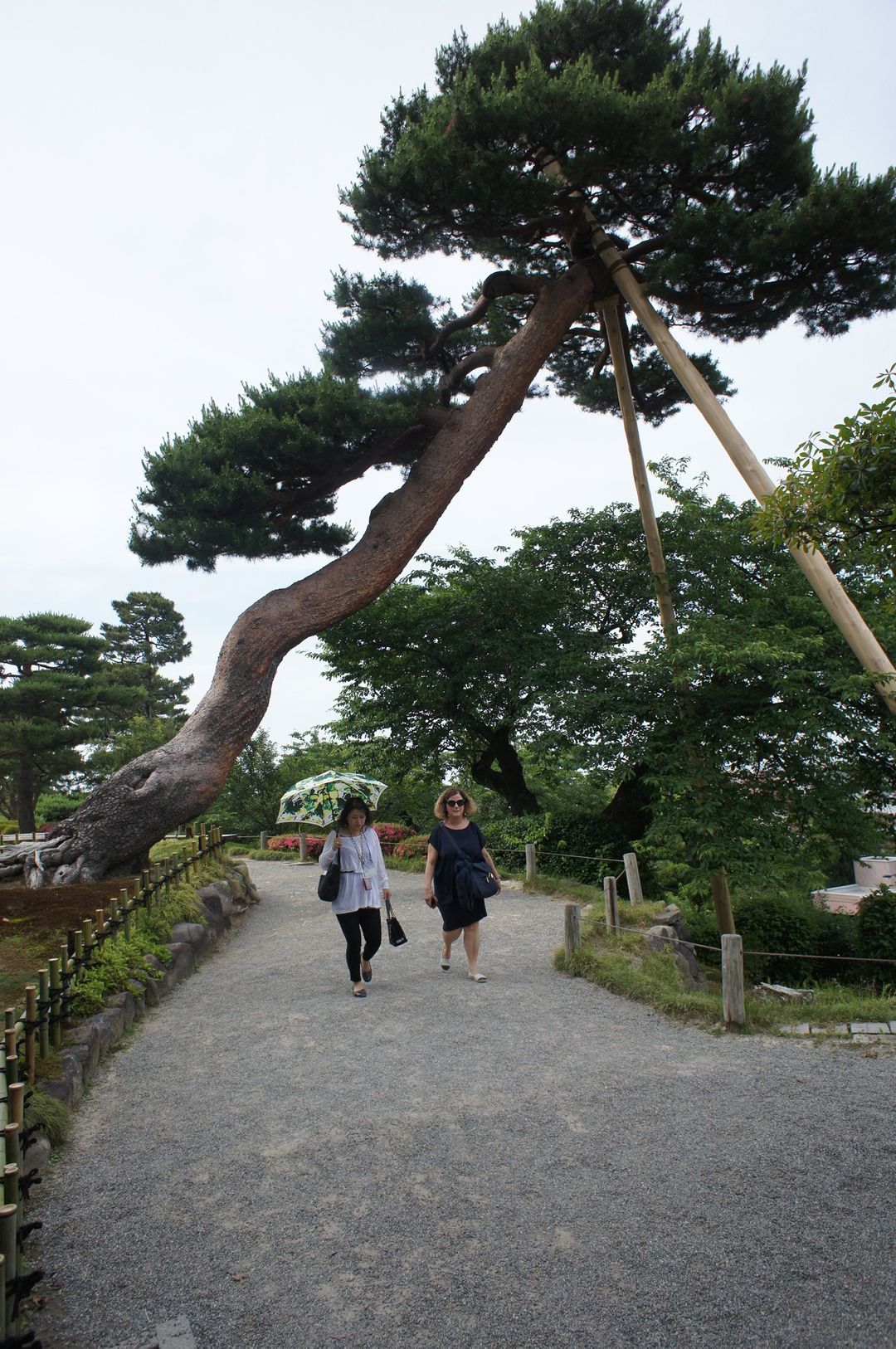園內七福神山的松樹，好巨大呀～～