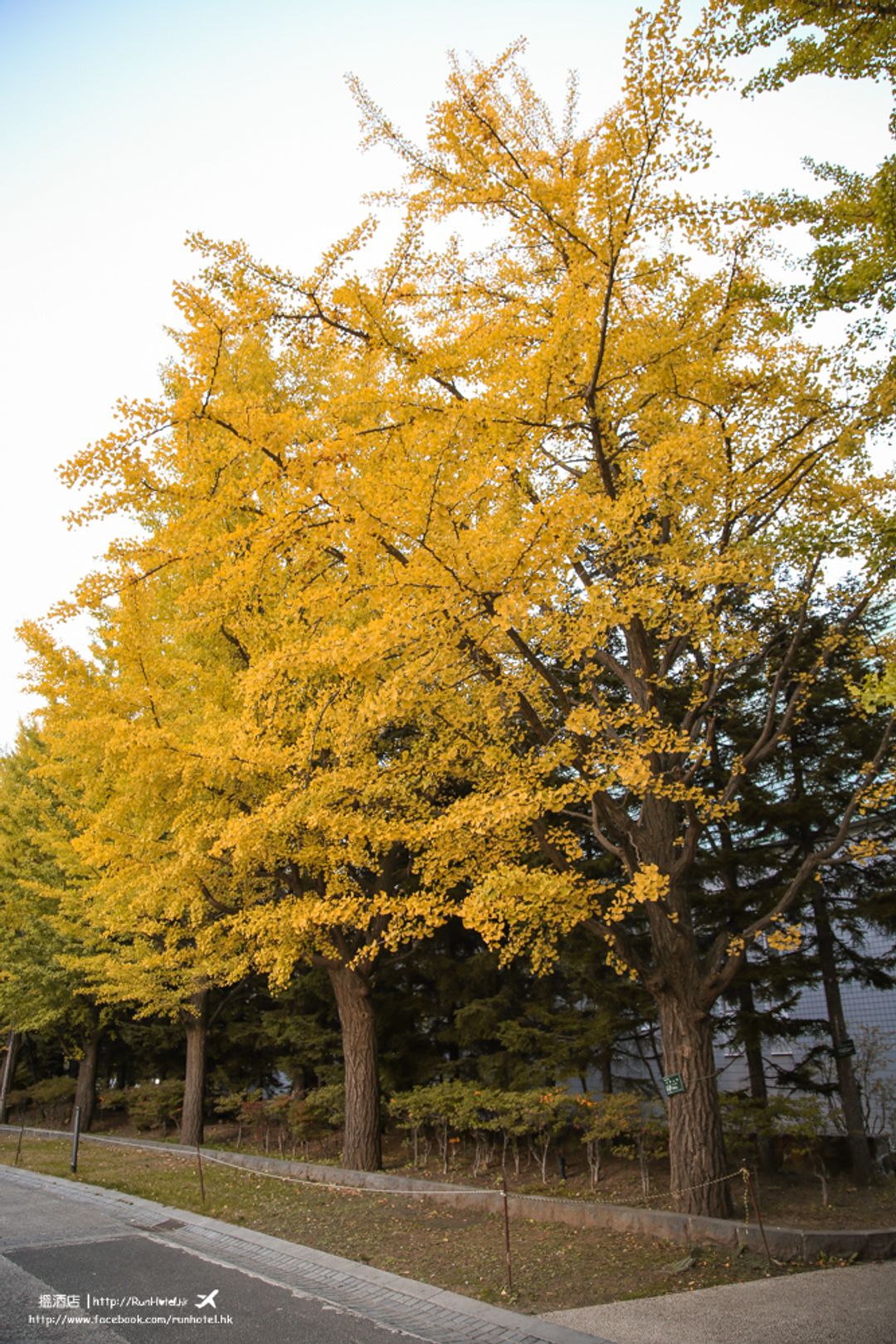 北海道札幌中島公園紅葉 日本 北海道 旅行酒吧