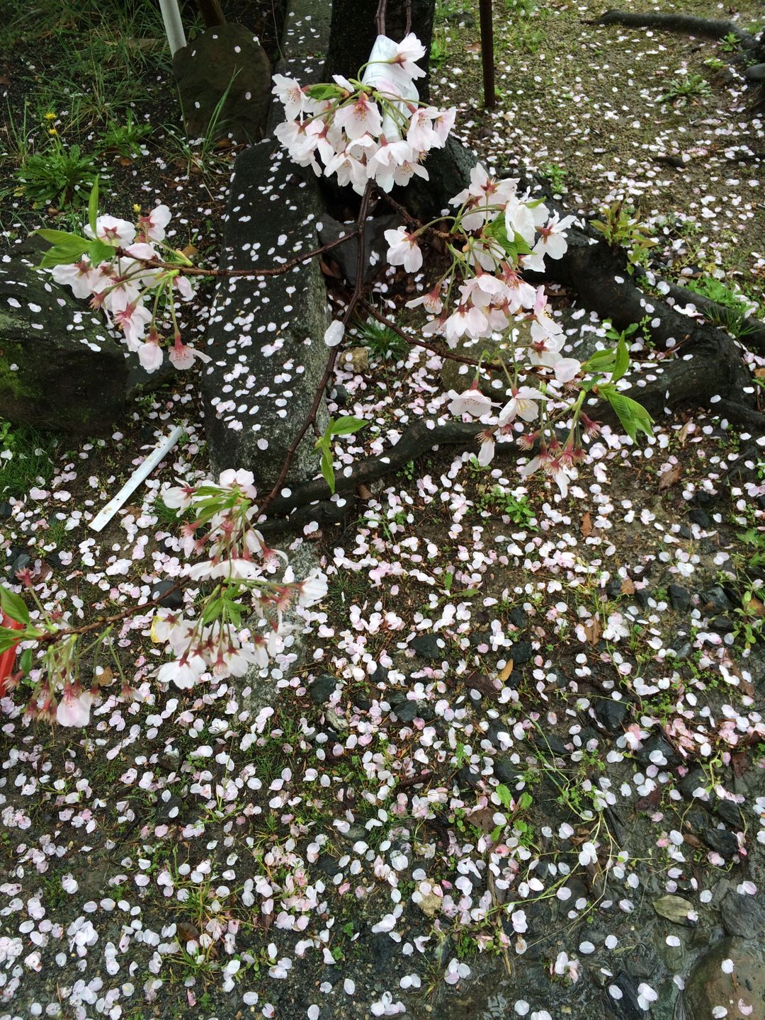 櫻花花瓣落地也很美