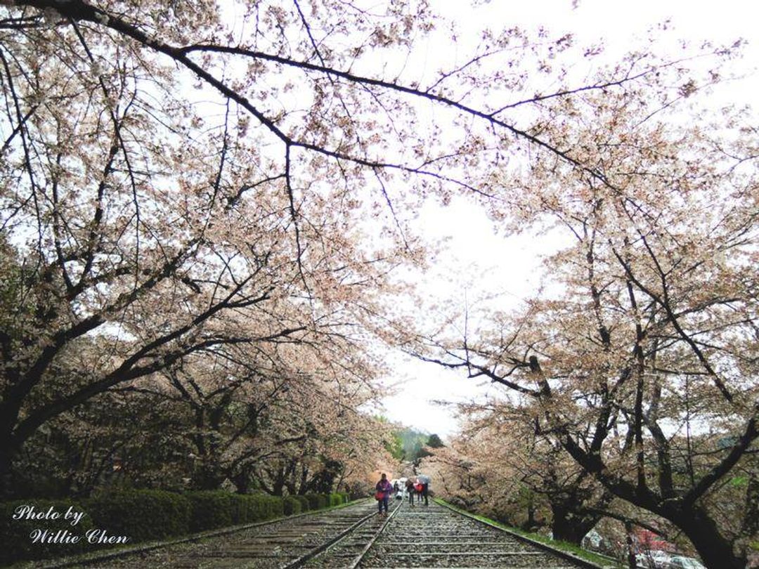 京都 遊記 京都無料賞櫻景點蹴上傾斜鐵道櫻花與鐵道讓你一次滿足 日本 關西 旅行酒吧