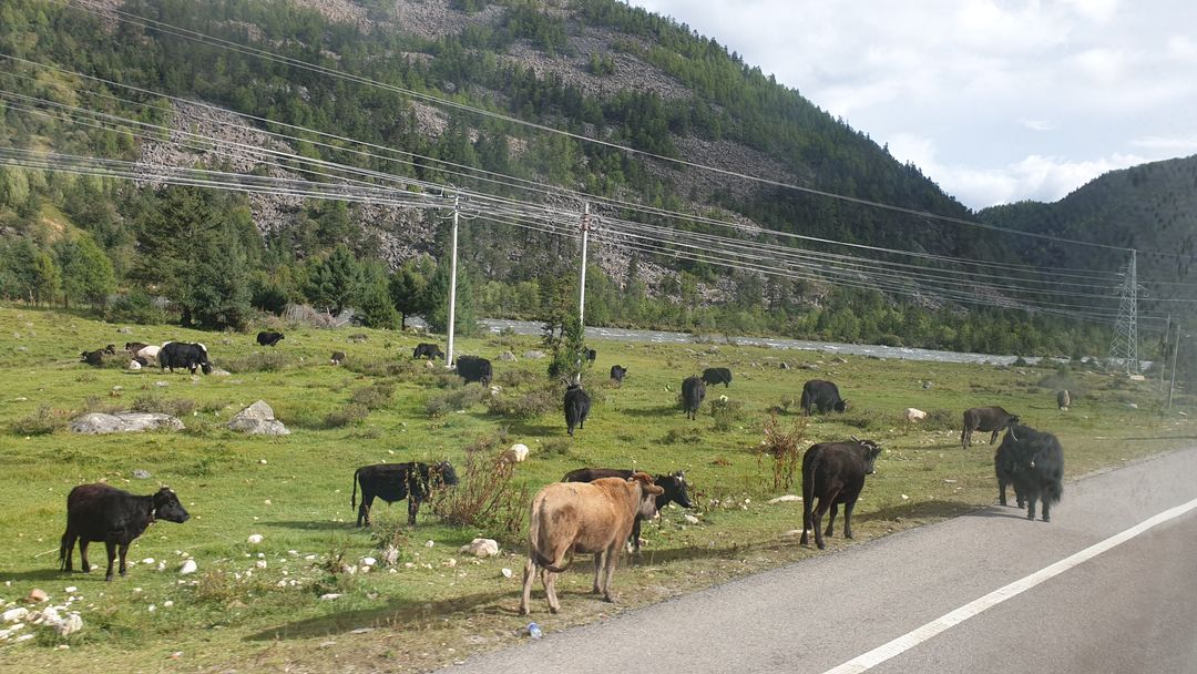 風吹草低見牛羊，路邊時常可以見到這樣景色，司機大哥都很怕它們