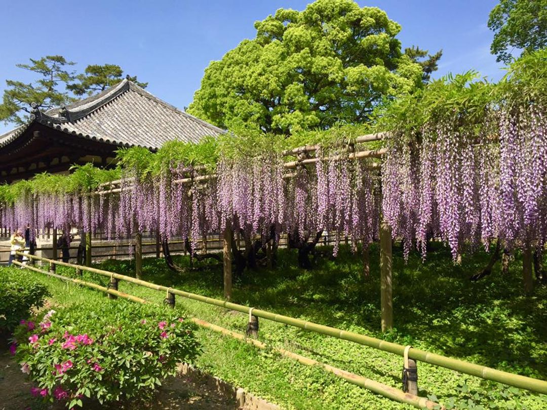 下午移動到宇治平等院~院外大棚紫藤