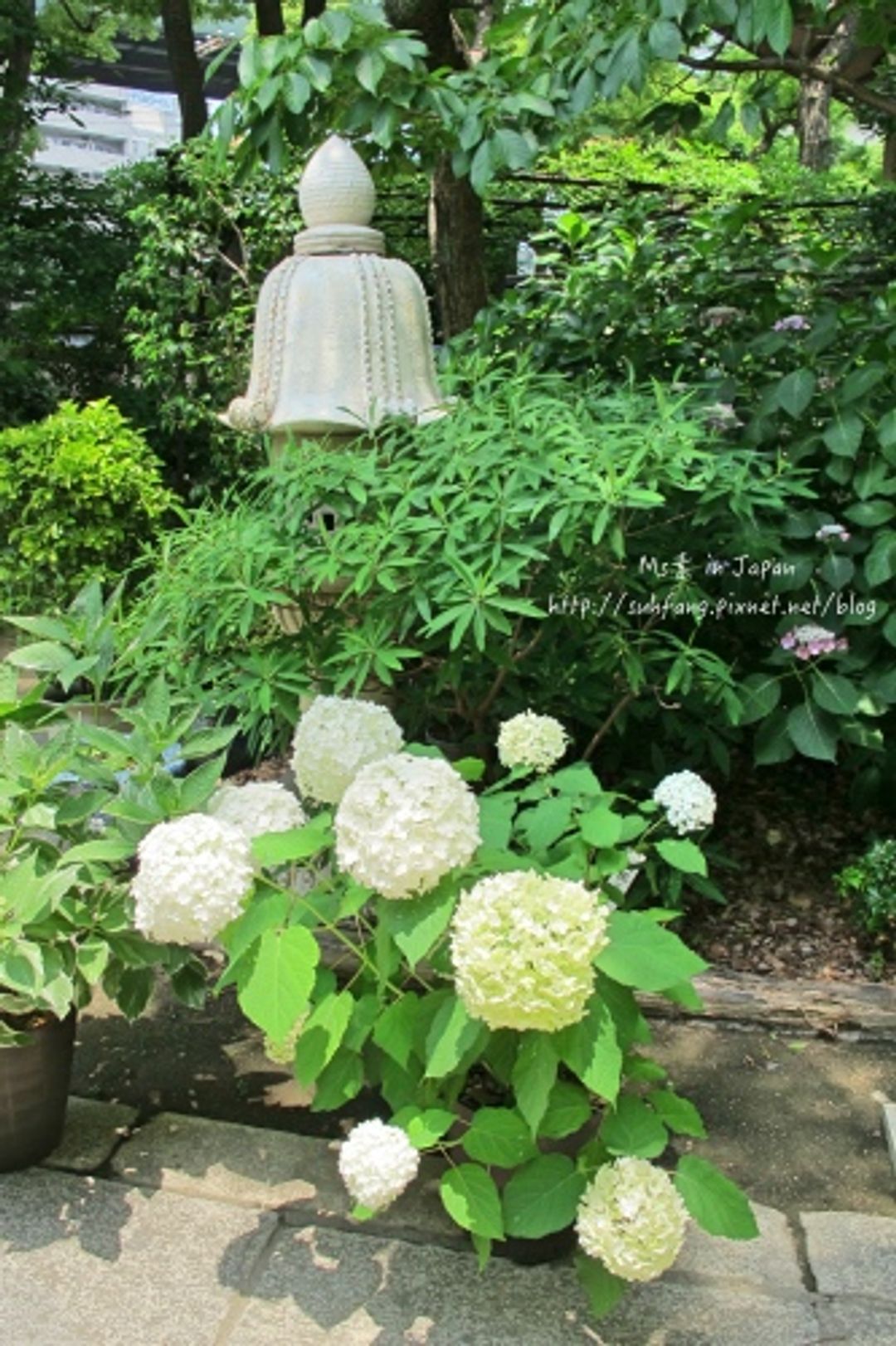 日本 大阪 都市叢林裡紫陽花季專屬的浪漫 坐摩神社 日本 關西 旅行酒吧