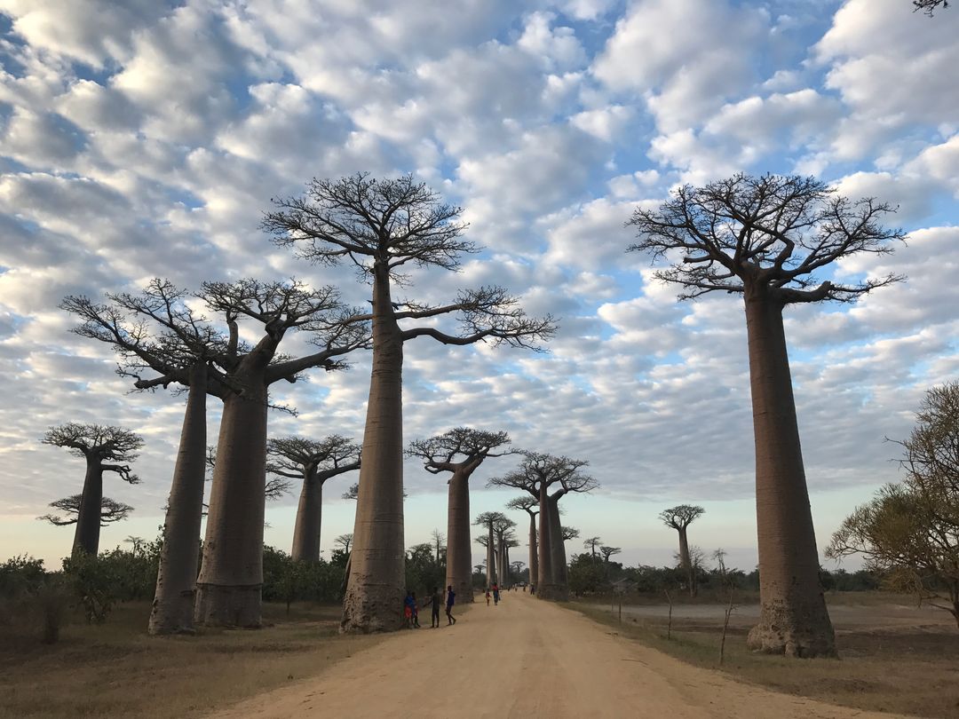 Baoba(猴麵包樹、猢猻樹)，又稱之為生命之母。在3500萬年前即存在於地球上，平均每棵樹有500年以上的壽命，有些甚至超過5000年。被稱為生命之母的原因，除了起源已久，就是她的實用性：不論葉子、花瓣、果實、樹幹皆有用途，樹幹中甚至能夠儲存12萬升以上的水量，幫助過不少當地人度過旱災。