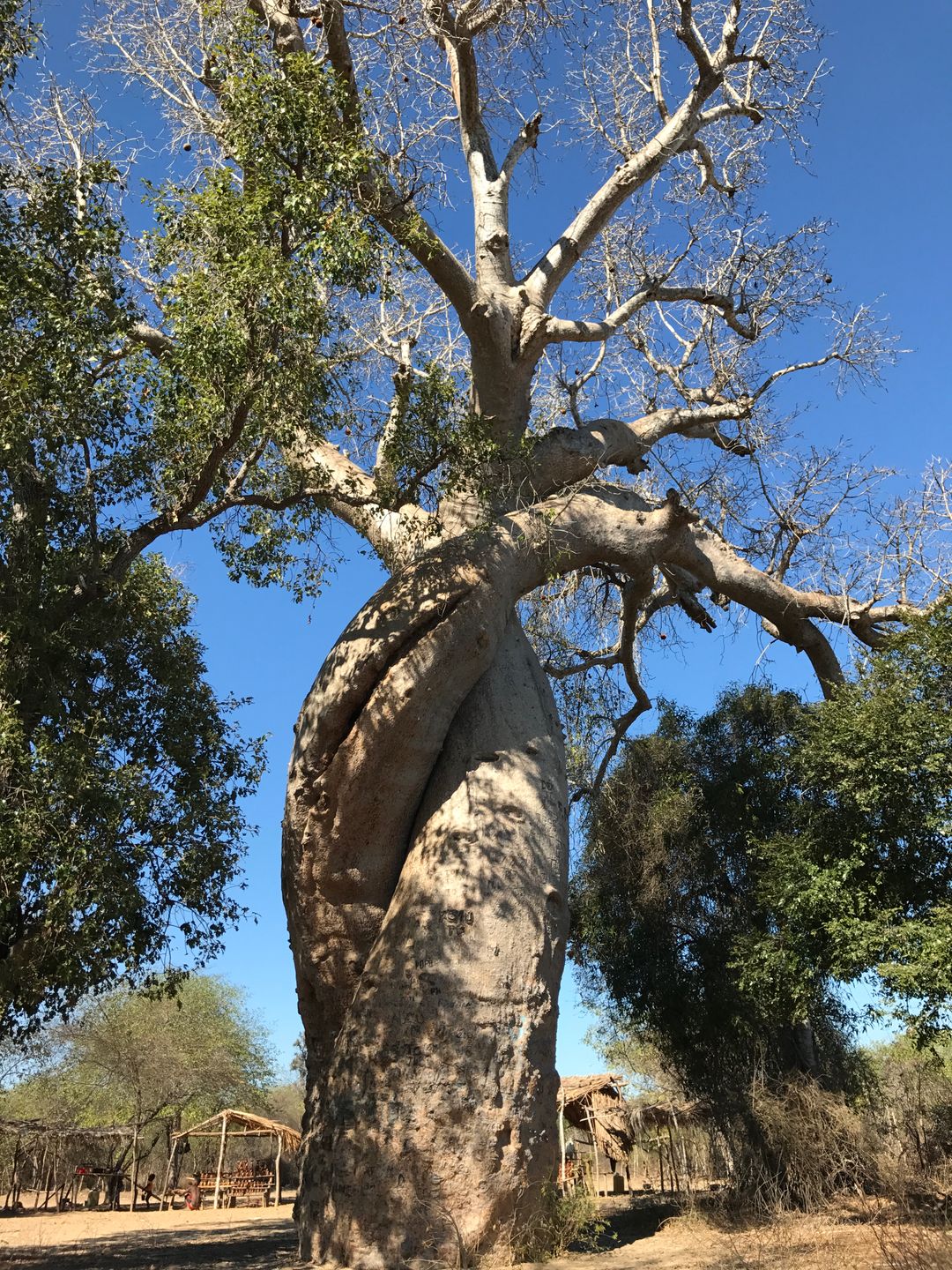 這棵Baoba又被成為戀人樹，有許多浪漫的故事，也是明信片上常看見的封面照片