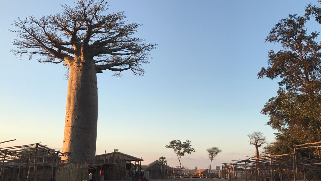 偌大的Baoba樹，往外走就能看到
