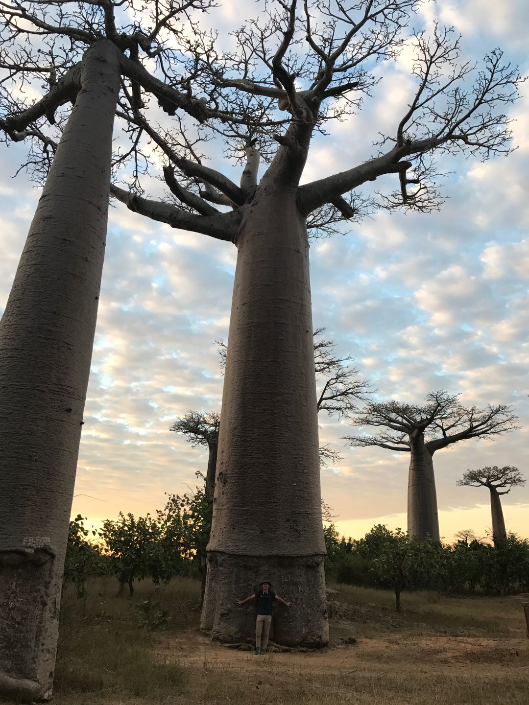 Baoba樹非常巨大，高度可達30公尺，直接可達11公尺，可以媲美那些十人環抱神木。目前全世界共有8種Baoba，分別在澳洲(1)、非洲大陸(1)與馬達加斯加(6)