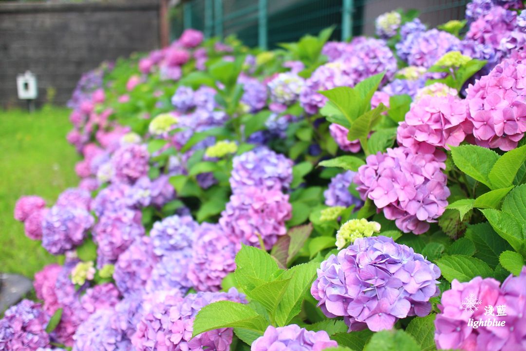 東京景點 晴空塔逛街與大橫川親水公園賞紫陽花 溜滑梯 淺藍 S美食