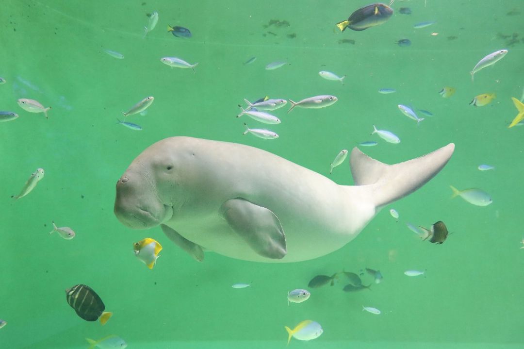 &nbsp; 圖：鳥羽水族館&nbsp;&nbsp;