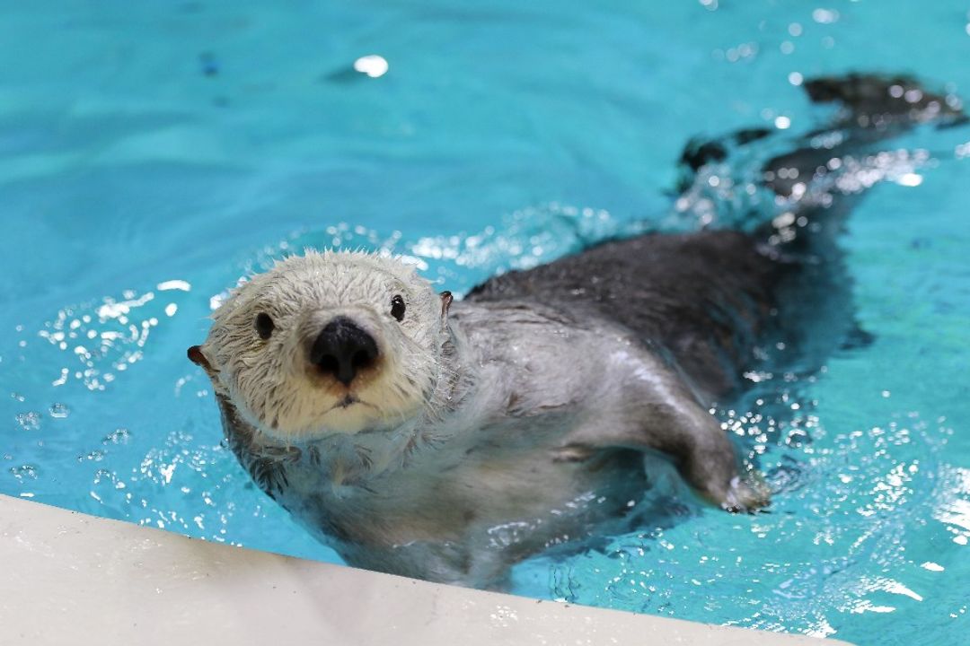 &nbsp; 圖：鳥羽水族館&nbsp;&nbsp;