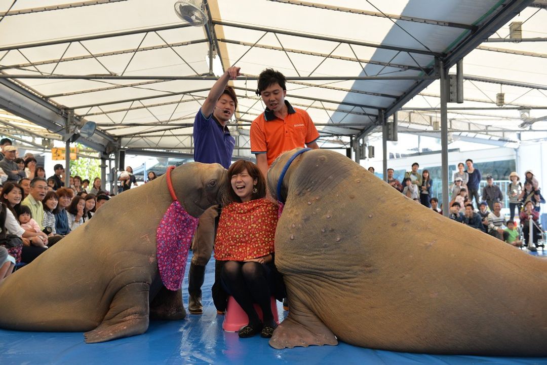 &nbsp; 圖：鳥羽水族館&nbsp;&nbsp;