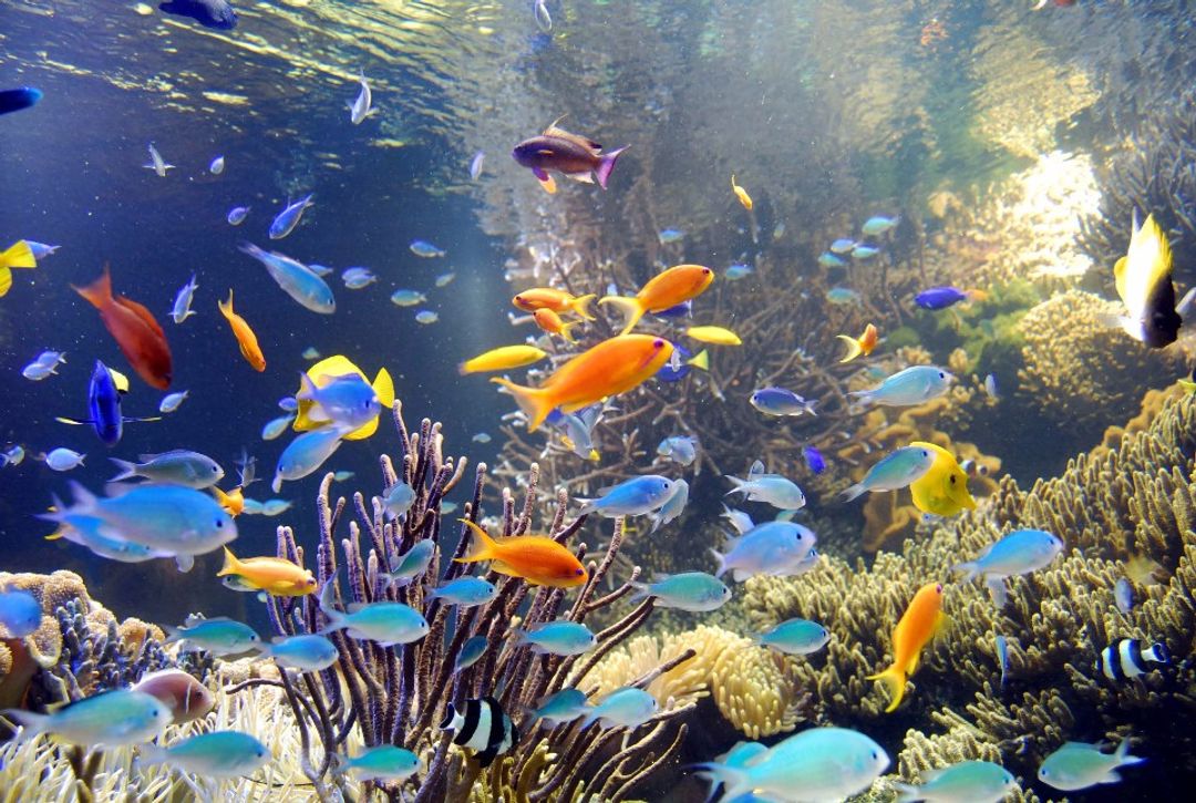 &nbsp; 圖：鳥羽水族館&nbsp;&nbsp;