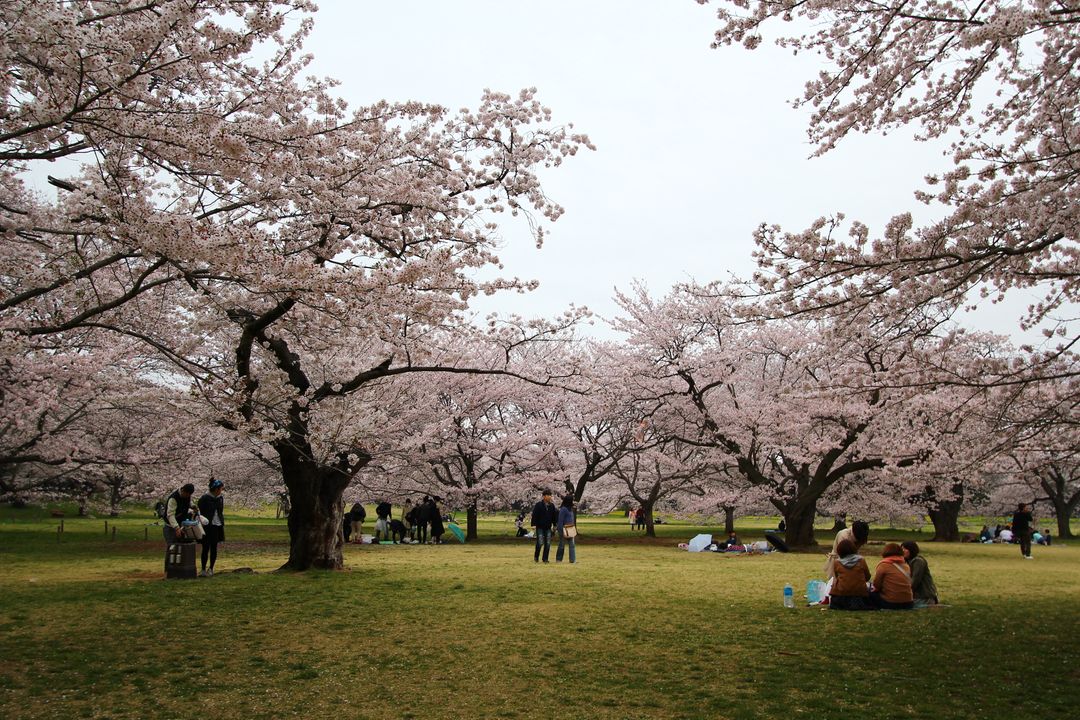 好多人在櫻花樹下玩與野餐