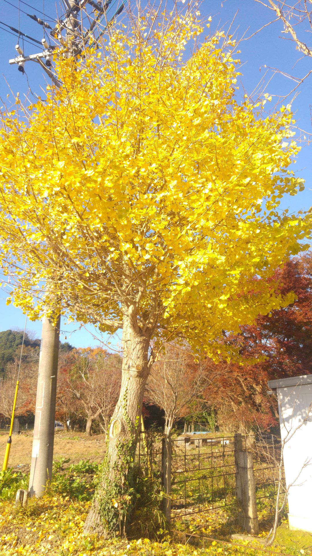 站前的銀杏樹正好金黃