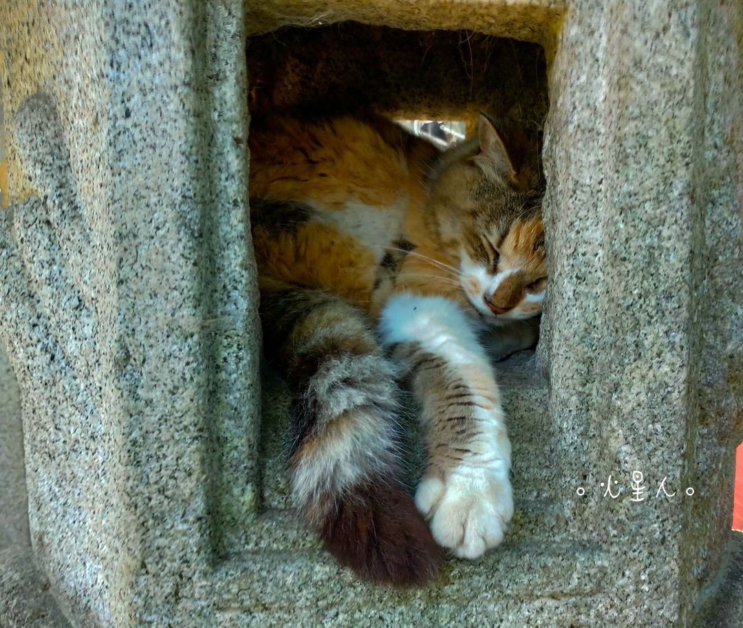 悠閒在石燈裡睡覺覺的小貓咪