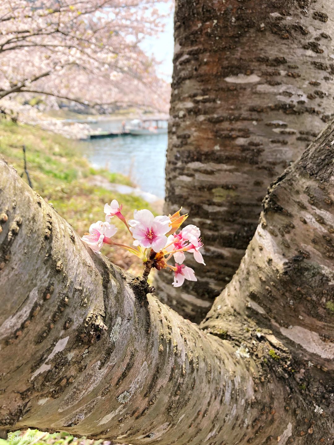 私心放一個櫻桃最愛的櫻花特寫，小小的旁枝什麼的最可愛了