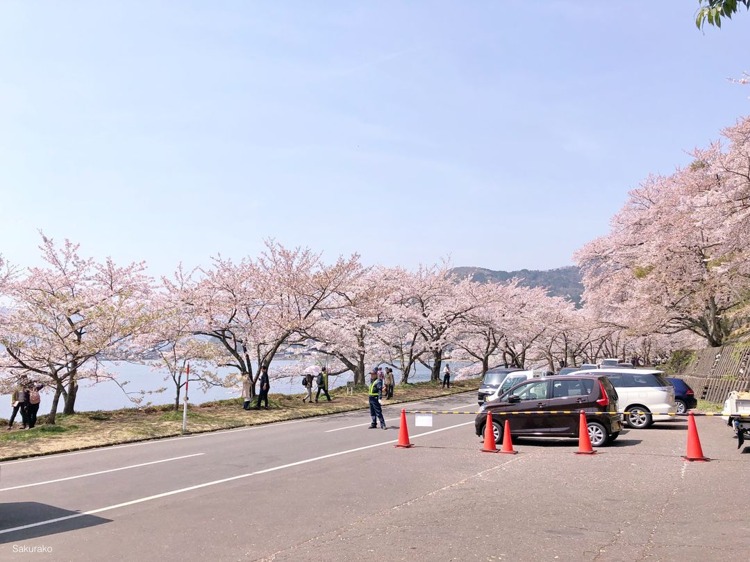 車程大約10-15分鐘，一下車就被粉紅色的櫻花包圍❤︎