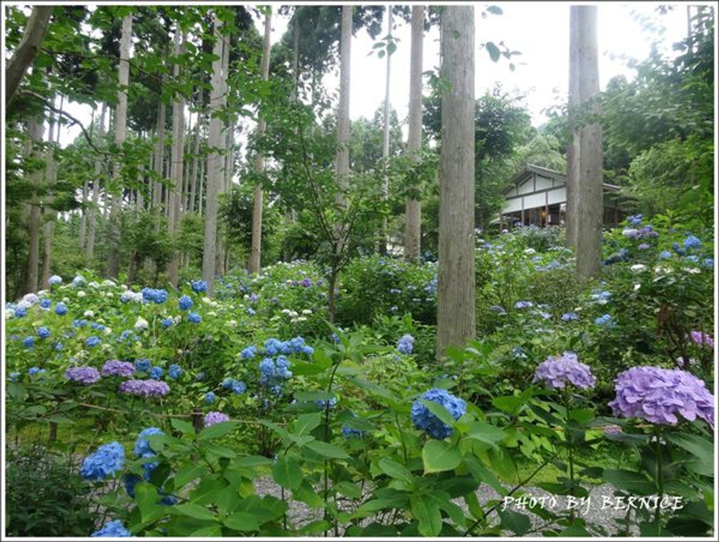 紫陽花 天台宗大原三千院門跡 紫陽花苑 日本 關西 旅行酒吧