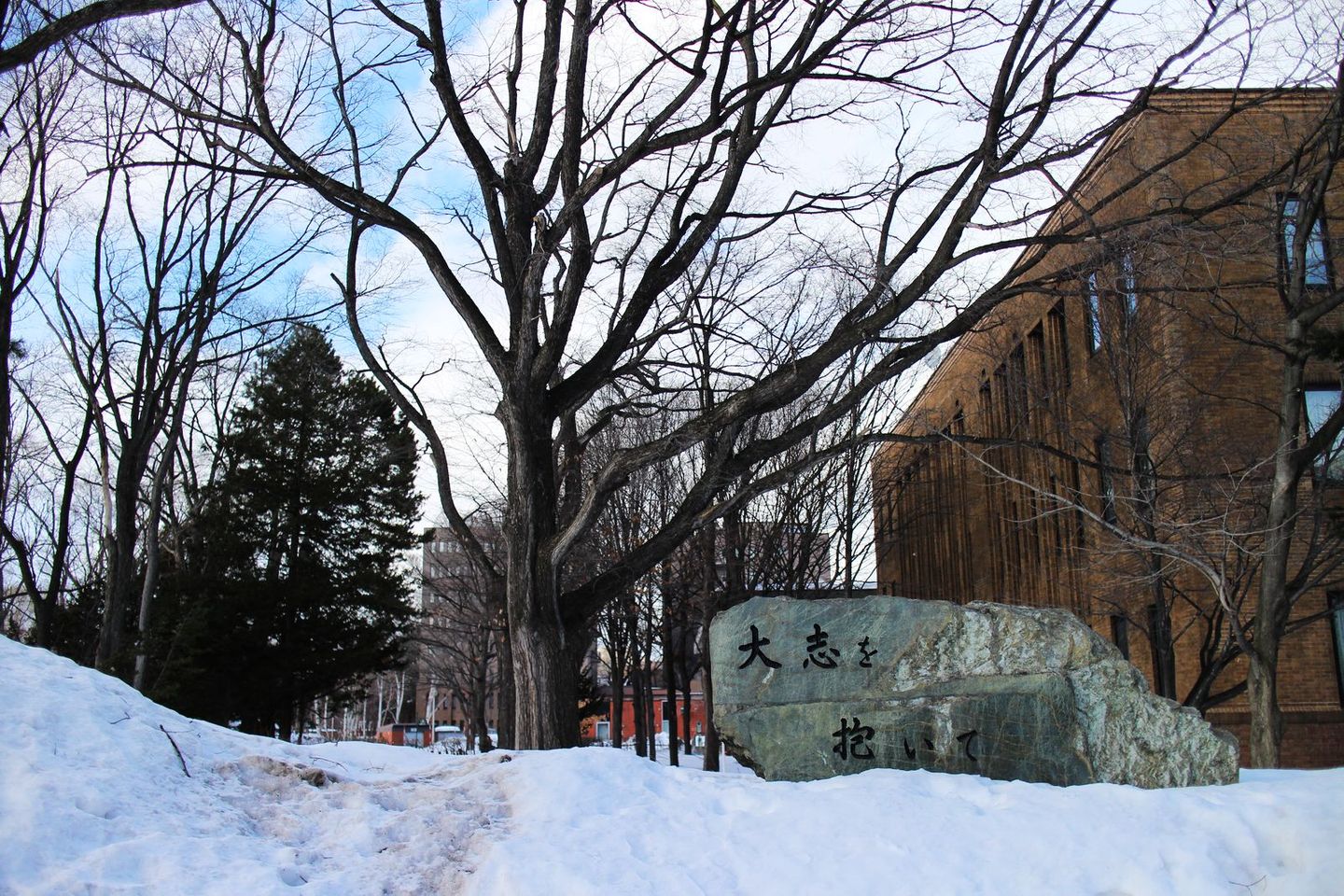 超美的雪北海道大學 日本 北海道 旅行酒吧