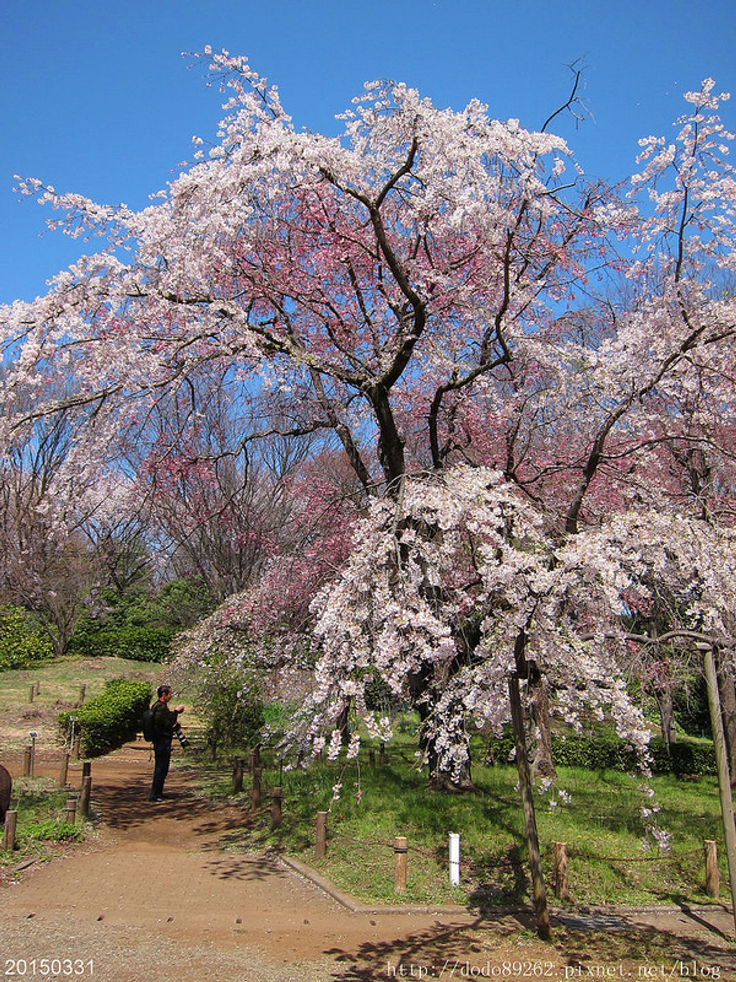 神代植物公園ひまわり ひまわりの約束羅馬 Wxhth