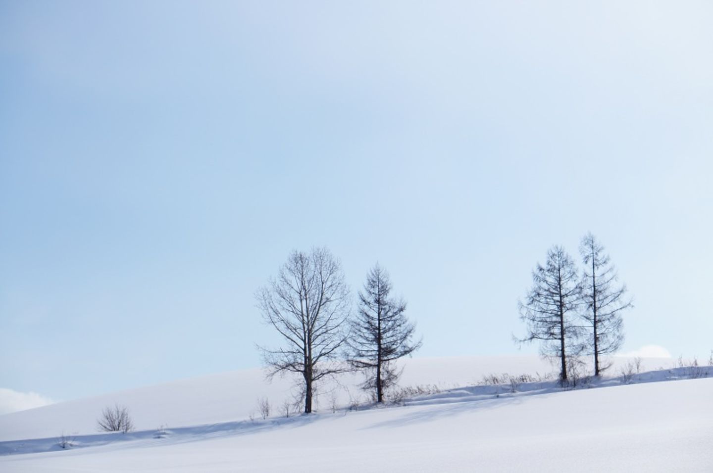 冬北海道 二訪冬日美瑛夢幻雪色 日本 北海道 旅行酒吧