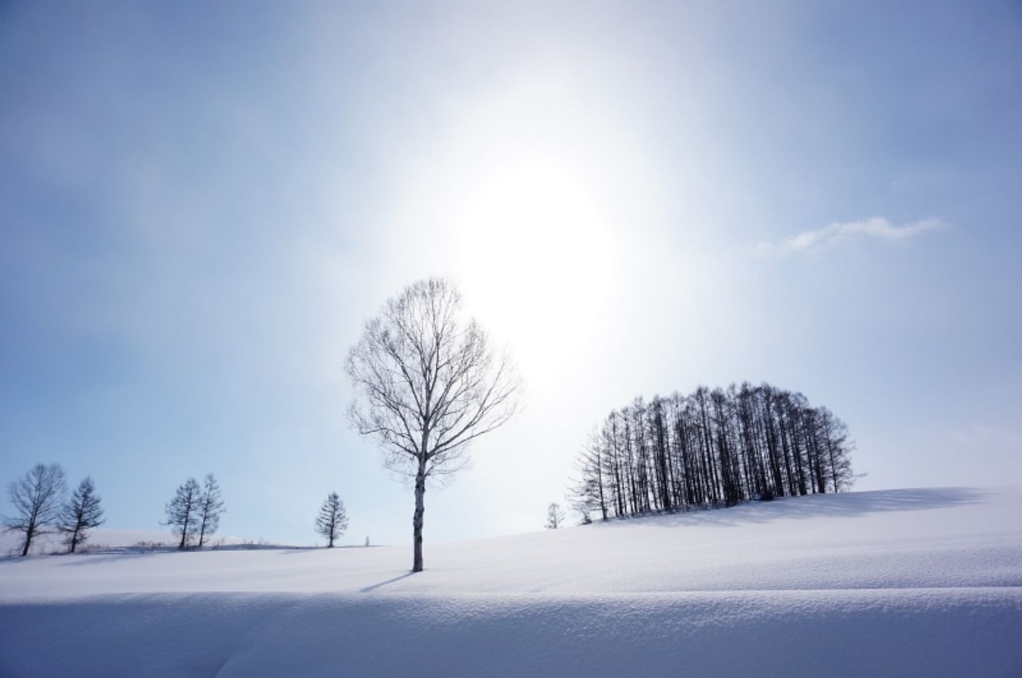 冬北海道 二訪冬日美瑛夢幻雪色 日本 北海道 旅行酒吧