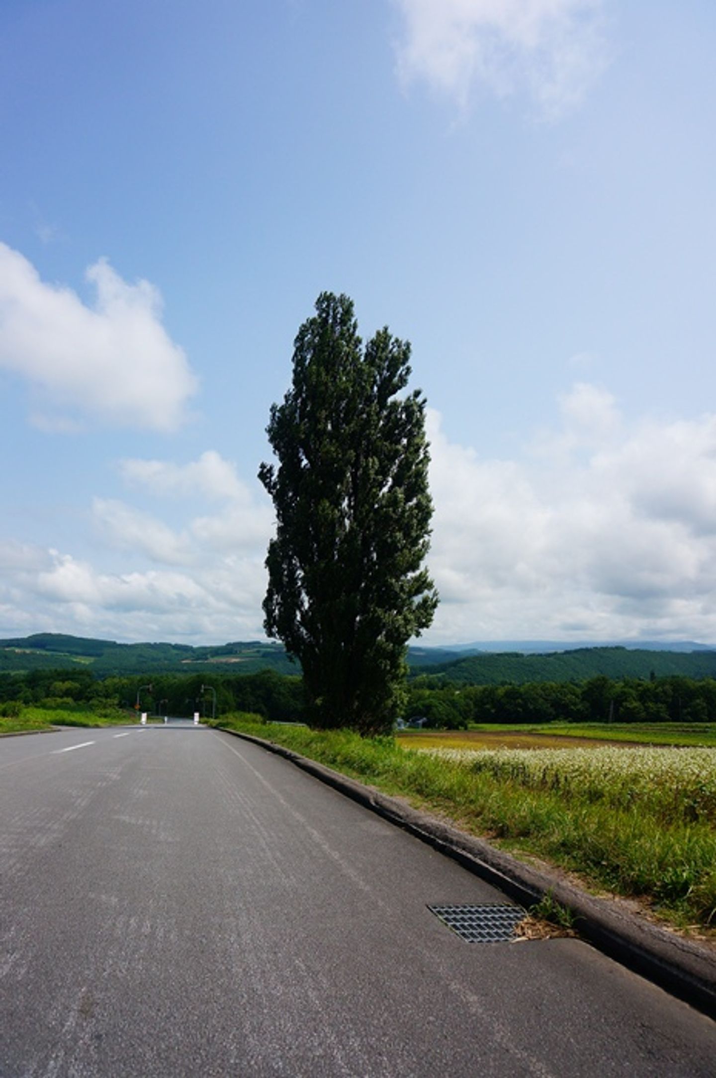 北海道 美瑛拼布之路パッチワークの路 日本 北海道 旅行酒吧