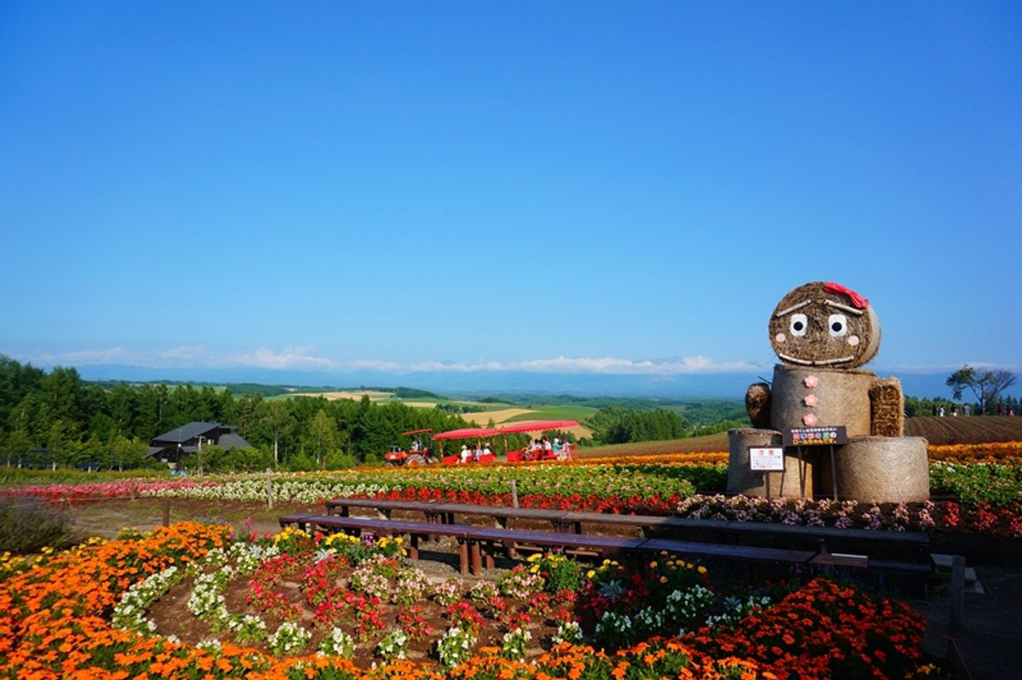 夏北海道 美瑛町展望花畑四季彩之丘 日本 北海道 旅行酒吧