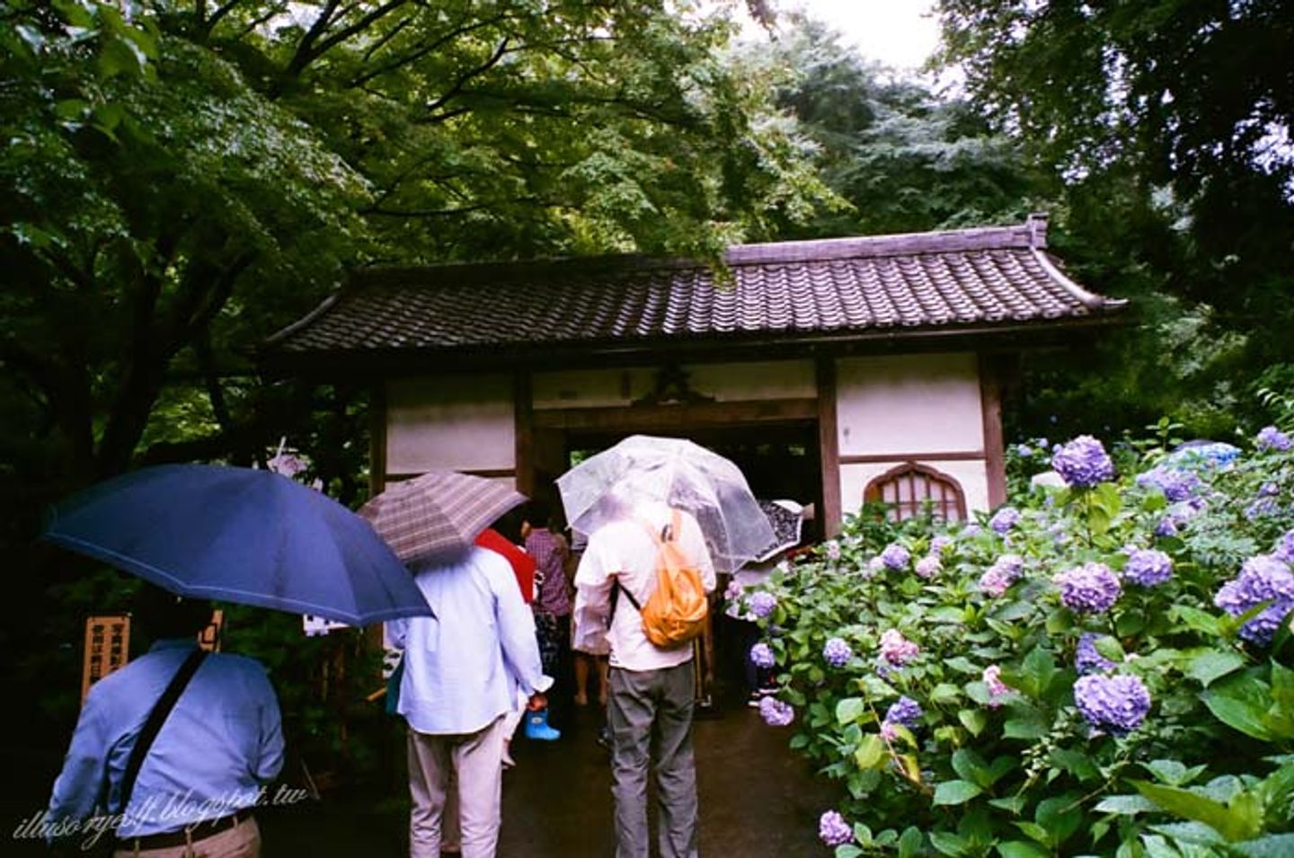 北鎌倉 明月院 雨季紫陽與傘軍相伴 日本 東京 關東 旅行酒吧