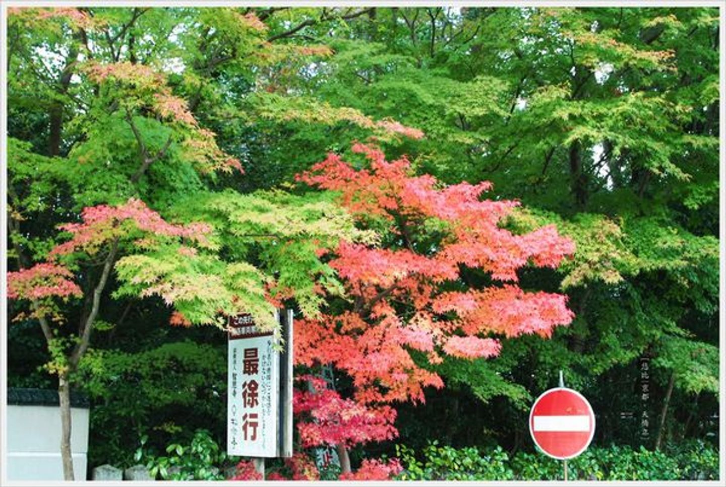 京都 日本三大景之一天橋立 日本 關西 旅行酒吧