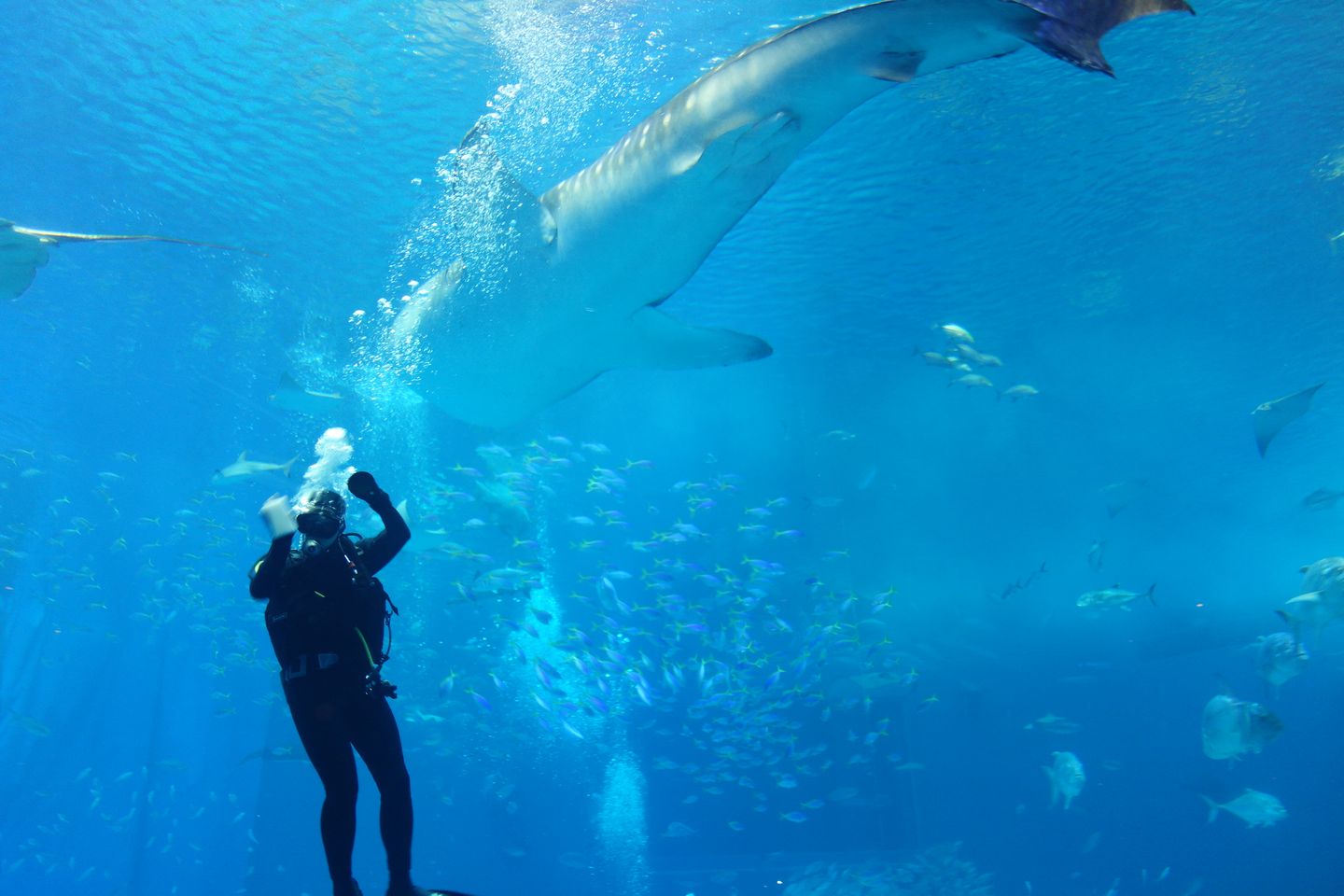 沖繩親子遊 沖繩必遊大人小孩都愛的美麗海水族館 美ら海水族館 日本 沖繩 旅行酒吧