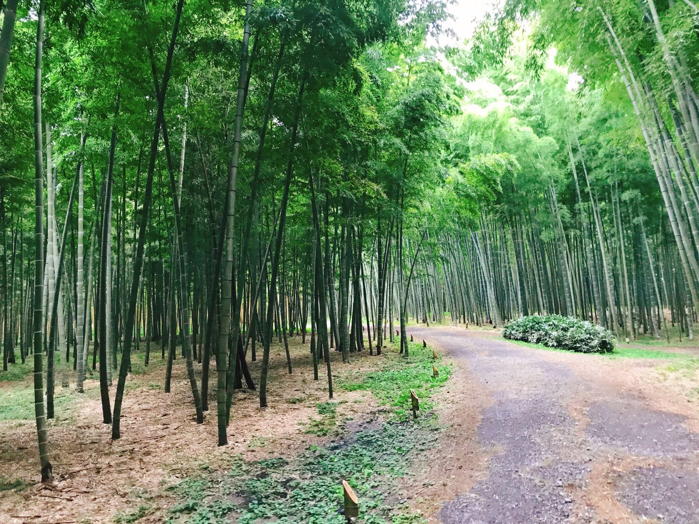 櫪木縣宇都宮觀光 日本知名電影劍心的拍攝景點 漫步在若山農場的竹林 Wafoo