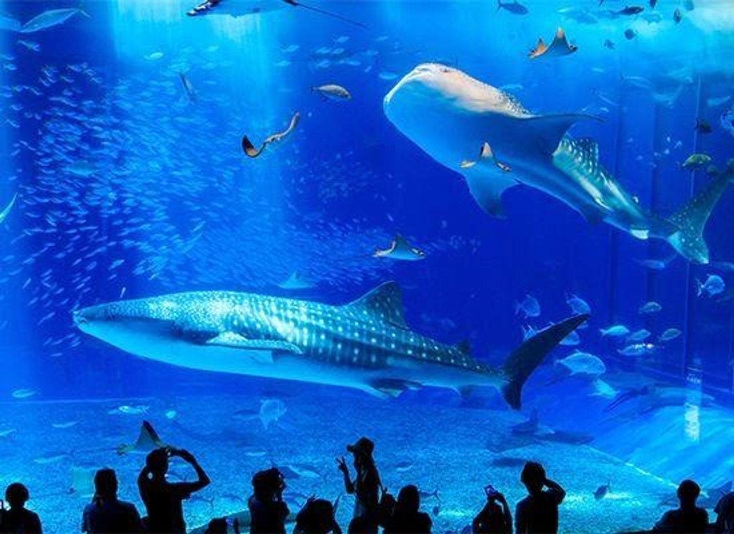 日本7大人氣水族館推薦整理，情侶約會、親子旅行通通不能錯過！ | 日本