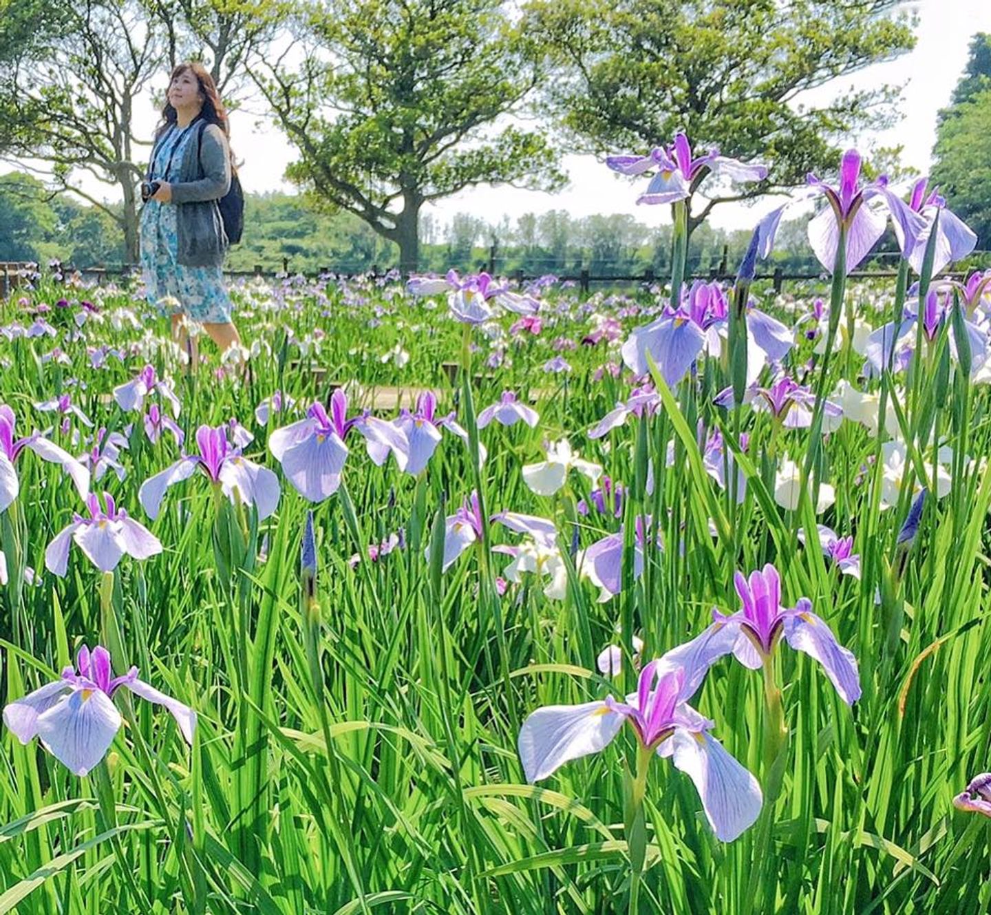 福岡 日本夏季水無月 菖蒲花季 宮地嶽神社 期間限定粉紫花海 彥彥 日本沉潛中