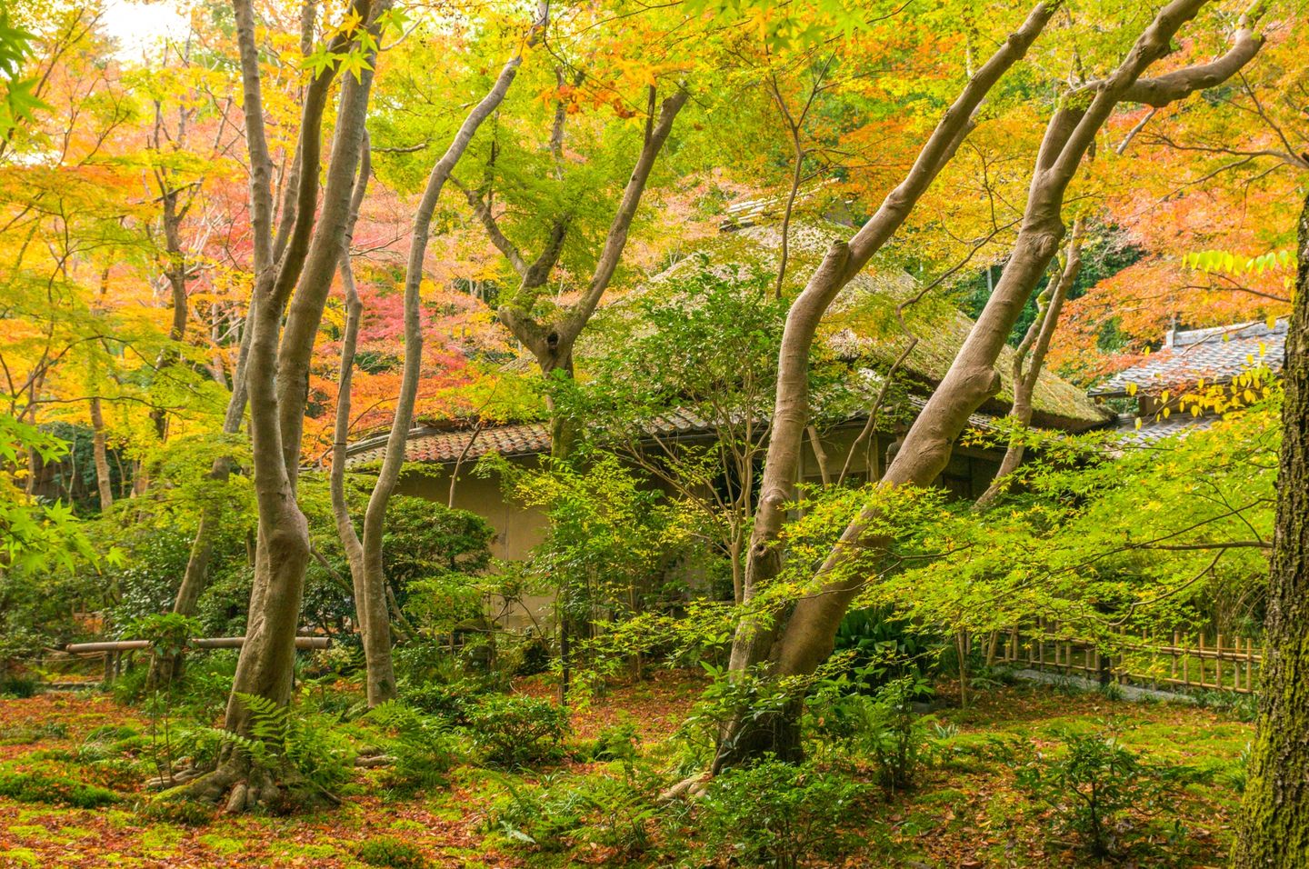 祇王寺