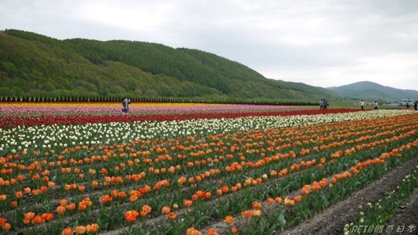 北海道春季 4月 6月賞花季花期一覽 日本 北海道 旅行酒吧