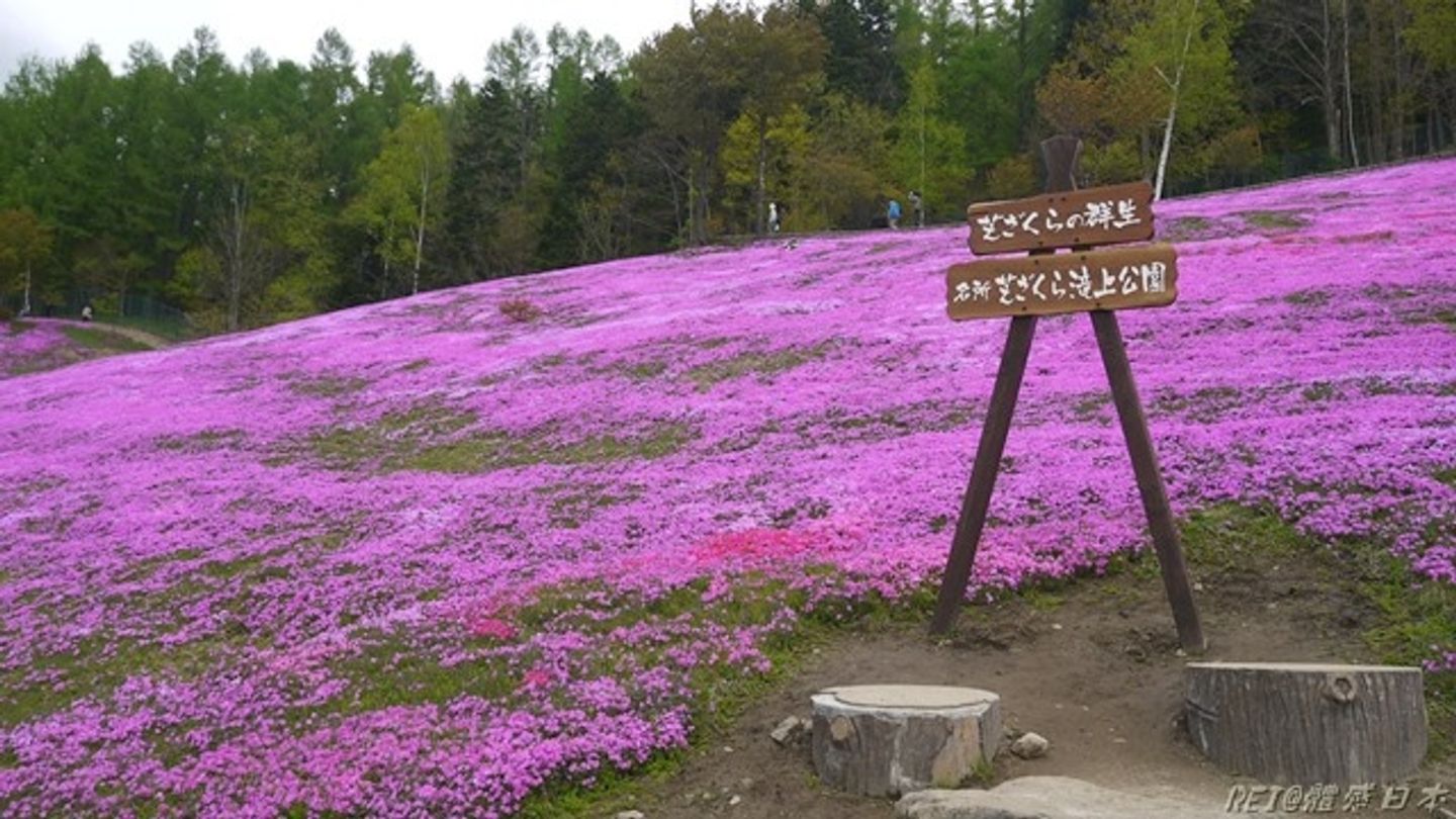 北海道春季 4月 6月賞花季花期一覽 日本 北海道 旅行酒吧