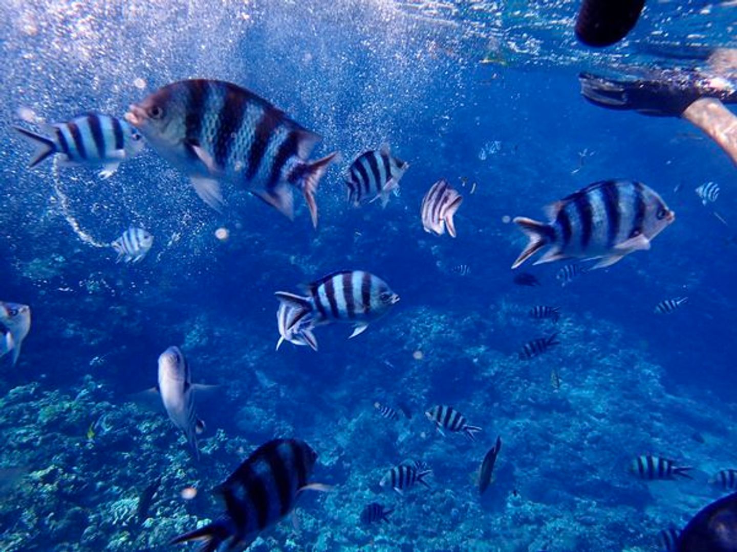 Okinawa．走跳】沖繩無緣的青之洞窟浮潛:一起跟熱帶魚和鯨鯊游泳 日本 